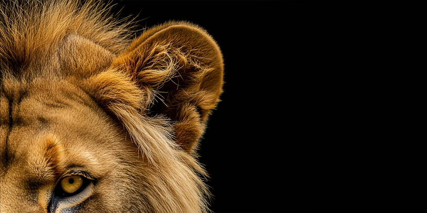 Having the King's Ear