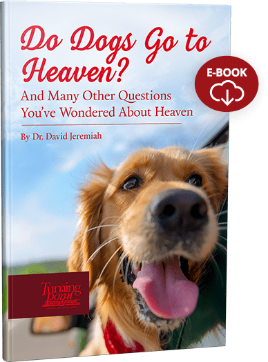 Do Dogs Go to Heaven?